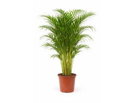 https://cdn.warentuin.nl/media/catalog/product/cache/ab41db1c3854634be55105e319fead35/a/r/areca1.png