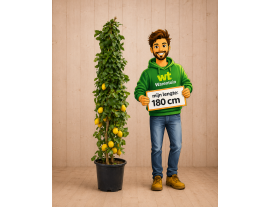 https://cdn.warentuin.nl/media/catalog/product/cache/ab41db1c3854634be55105e319fead35/c/i/citroencitroen.png