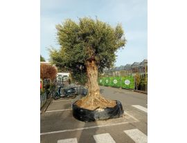 https://cdn.warentuin.nl/media/catalog/product/cache/ab41db1c3854634be55105e319fead35/g/i/giga_olijfboom_1_.jpg