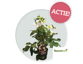 https://cdn.warentuin.nl/media/catalog/product/cache/ab41db1c3854634be55105e319fead35/h/e/helleborus_ice_n_roses_.png