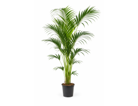 https://cdn.warentuin.nl/media/catalog/product/cache/ab41db1c3854634be55105e319fead35/k/e/kentia1.png