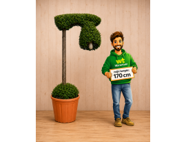 https://cdn.warentuin.nl/media/catalog/product/cache/ab41db1c3854634be55105e319fead35/l/a/lantaarnboom1.png