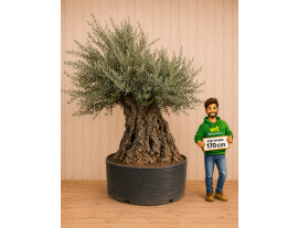 https://cdn.warentuin.nl/media/catalog/product/cache/ab41db1c3854634be55105e319fead35/o/l/olijf222.png
