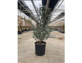https://cdn.warentuin.nl/media/catalog/product/cache/ab41db1c3854634be55105e319fead35/o/u/outlet_c_3_.jpg