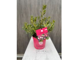 https://cdn.warentuin.nl/media/catalog/product/cache/ab41db1c3854634be55105e319fead35/o/u/outlet_d_2_.jpg