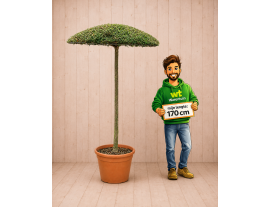 https://cdn.warentuin.nl/media/catalog/product/cache/ab41db1c3854634be55105e319fead35/p/a/parasolboom11.png