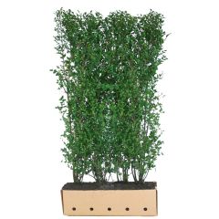 Kant & klaar haag Ligustrum ovalifolium 200 x 100 cm breed Liguster Quickhedge