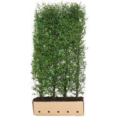 Kant & klaar haag Ligustrum vulgare atrovirens 200 x 100 cm breed Liguster Quickhedge