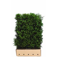 Kant & klaar haag Taxus baccata 80 x 100 cm breed Venijnboom Quickhedge