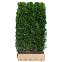 Kant & klaar haag Thuja occidentalis smaragd 200 x 100 cm breed Westerse levensboom Quickhedge