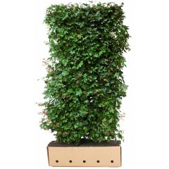 Kant & klaar haag Acer Campestre 200 x 100 cm breed Veldesdoorn Quickhedge