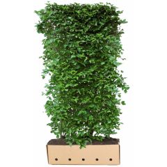 Kant & klaar haag Cornus mas 200 x 100 cm breed Gele kornoelje Quickhedge