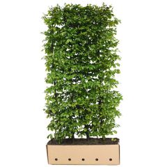 Kant & klaar haag Carpinus betulus 120 x 100 cm breed Haagbeuk Quickhedge