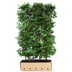 Kant & klaar haag Fagus sylvatica 200 x 100 cm breed Groene beuk Quickhedge