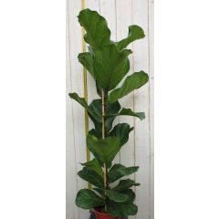 Ficus lyrata 120 cm kamerplant Warentuin Natuurlijk