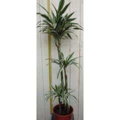 Drakenbloedboom Dracaena Fragrans Wit-Groen 120 cm kamerplant Drakenbloedboom Warentuin Natuurlijk