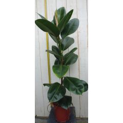Ficus elastica robusta 80 cm 1 steel kamerplant Indische rubberboom Warentuin Natuurlijk
