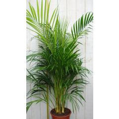 Kamerpalm Arecapalm Goudpalm 120 cm kamerplant Goudpalm Warentuin Natuurlijk