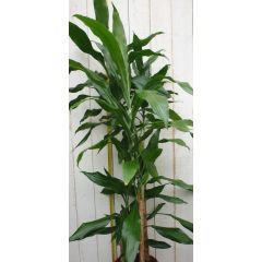 Drakenbloedboom Dracaena Fragrans Donkergroen 120 cm kamerplant Warentuin Natuurlijk