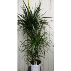 Drakenbloedboom Dracaena Marginata smal blad Groen 120 cm kamerplant Warentuin Natuurlijk