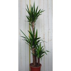 Yucca 120 cm kamerplant Warentuin Natuurlijk