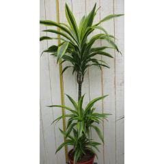Drakenbloedboom Dracaena Fragrans Geel-Groen 120 cm kamerplant Warentuin Natuurlijk