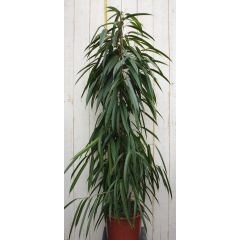 Ficus Alii Binnendijkii 160 cm Kamerplant Vijg Warentuin Natuurlijk
