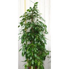 Ficus Benjamina Donkergroen 100 cm kamerplant Vijg Warentuin Natuurlijk