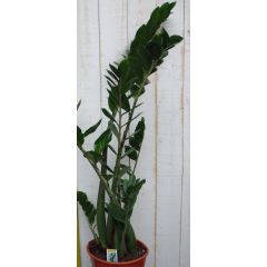 Zamioculcas 100 cm kamerplant Zamioculcas Warentuin Natuurlijk