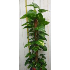 Epipremnum 100 cm kamerplant Epipremnum Warentuin Natuurlijk