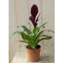 Bromelia Verissa rood/donkerrood 30 cm Warentuin Natuurlijk