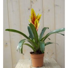 Bromelia Verissa geel/rood 30 cm Warentuin Natuurlijk