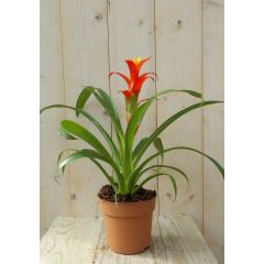 Bromelia geel/rood 30 cm Warentuin Natuurlijk