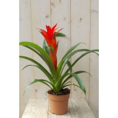 Bromelia rood 30 cm Warentuin Natuurlijk