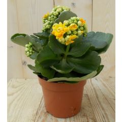 2 stuks! Kalanchoe Oranje/Geel Warentuin Natuurlijk