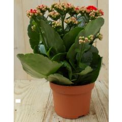 2 stuks! Kalanchoe rood Warentuin Natuurlijk