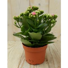 2 stuks! Kalanchoe roze Warentuin Natuurlijk