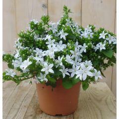 2 stuks! campanula White Star Poscharskyana Warentuin Natuurlijk