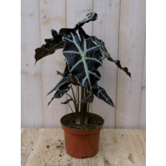 Olifantsoor polly 50 cm kamerplant Alocasia Warentuin Natuurlijk