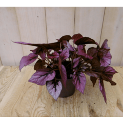 Bladbegonia rood Viridi kamerplant Warentuin Natuurlijk