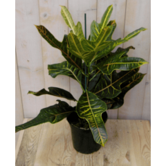 Croton 50 cm kamerplant Warentuin Natuurlijk