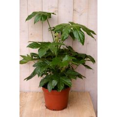 Fatsia Vingerplant 60 cm kamerplant Warentuin Natuurlijk