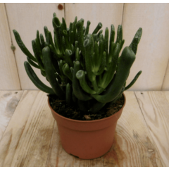 2 stuks! Kamerplant Vetplant koraal Viridi Warentuin Natuurlijk