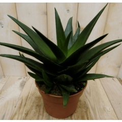 Hawortia Fasciata Viridi kamerplant Zebraplant Warentuin Natuurlijk