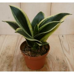 Mini/Klein Vrouwentong Sansevieria geelbont mini kamerplant Sanseveria Warentuin Natuurlijk