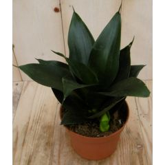 Mini/Klein Vrouwentong Sansevieria donkergroen mini kamerplant Sanseveria Warentuin Natuurlijk