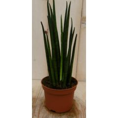 Kirkii Vrouwentong Sansevieria 30 cm kamerplant Sanseveria Warentuin Natuurlijk