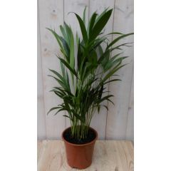Kamerpalm Arecapalm Goudpalm 60 cm kamerplant Warentuin Natuurlijk