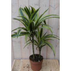 Drakenbloedboom Dracaena Geel-Groen 60 cm kamerplant Warentuin Natuurlijk