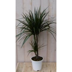Drakenbloedboom Dracaena Marginata smal blad Groen 60 cm kamerplant Warentuin Natuurlijk